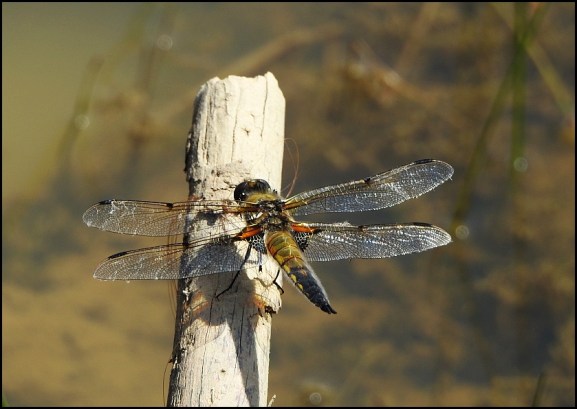 Four-spotted Chaser 210520
