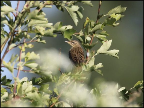 Grasshopper Warbler 300520