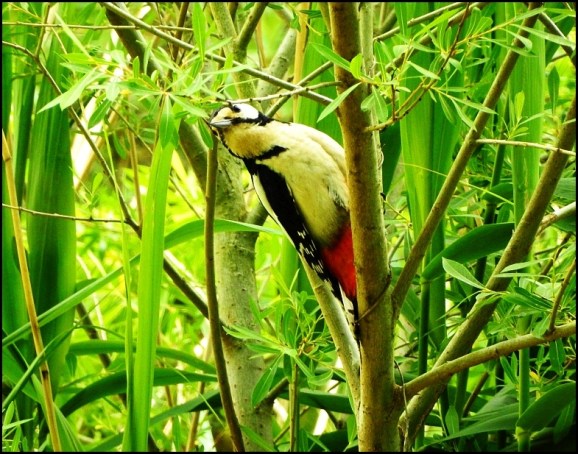 Great Spotted Woodpecker 170520