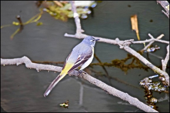 Grey Wagtail 160520