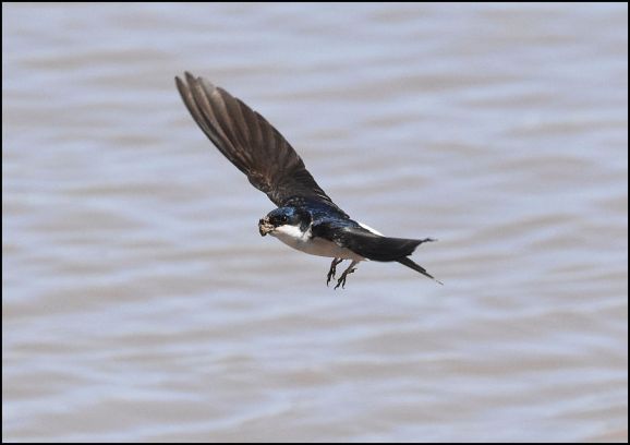 House Martin 250520