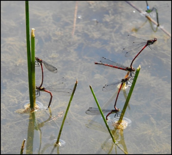 Large Red Damselflies 210520