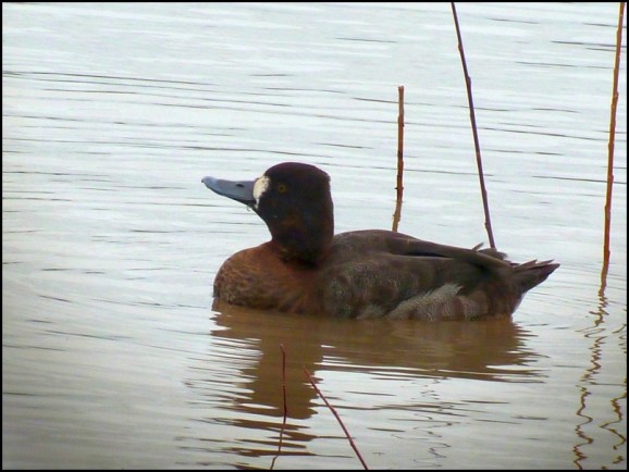 Lesser Scaup 010112 WWT