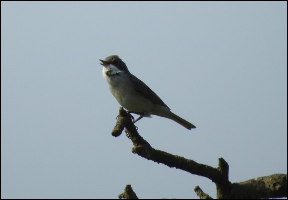 Lesser Whitethroat 040520