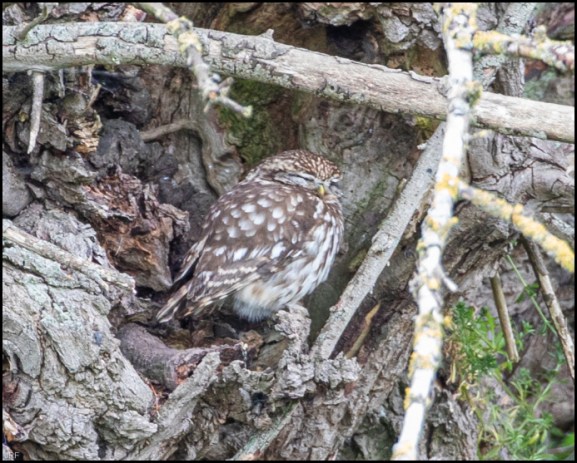 Little Owl 130520