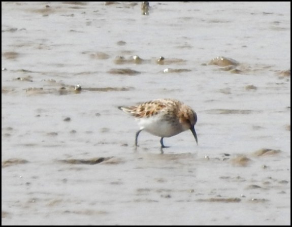 Little Stint 130520