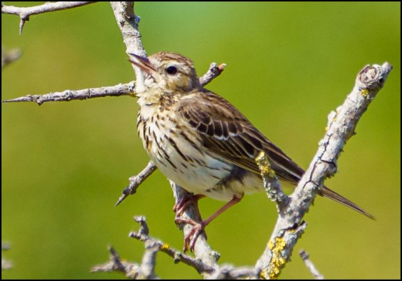 Meadow Pipit 280520