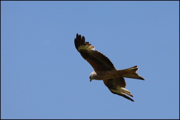 Red Kite 200520