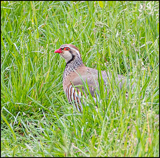 Red-legged Partridge 300420