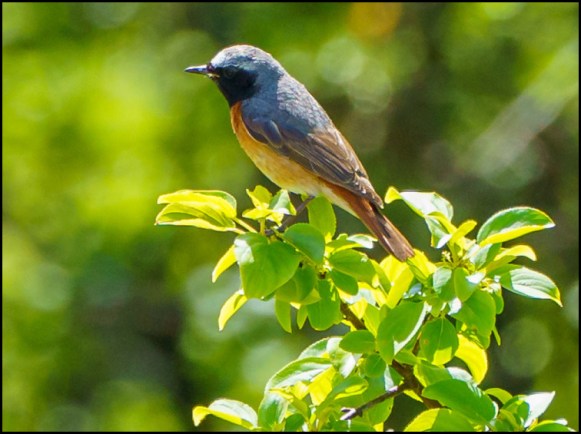 Redstart 280520