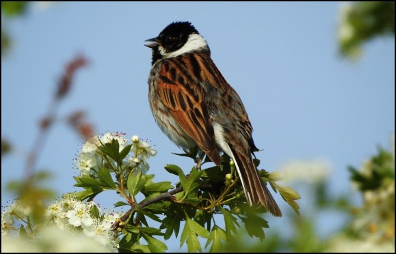 Reed Bunting 070520