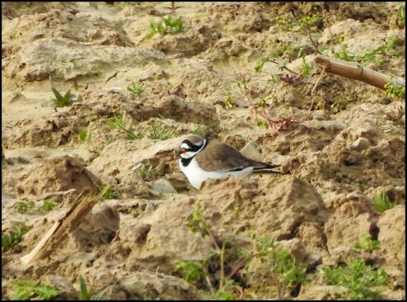 Ringed Plover 050520