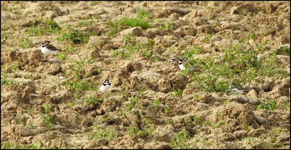 Ringed Plovers 050520