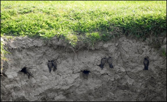 Sand Martins 040520