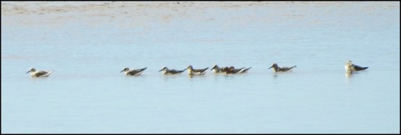 Sanderlings 260520
