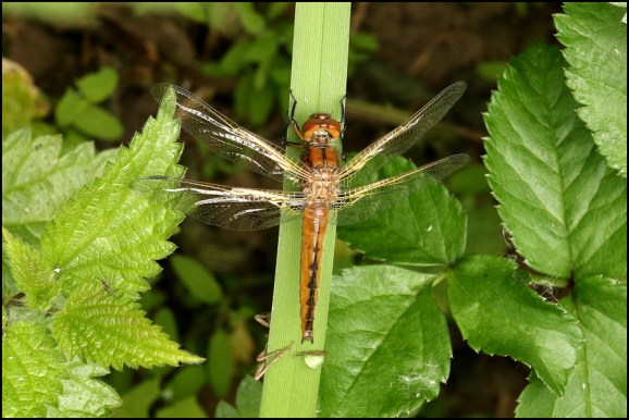 Scarce Chaser 270520