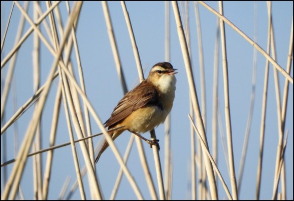 Sedge Warbler 120520