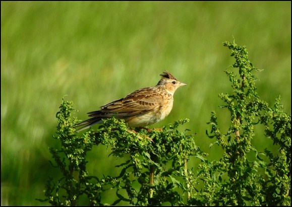 Skylark 210520