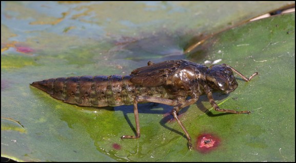 Southern Hawker larva 300520
