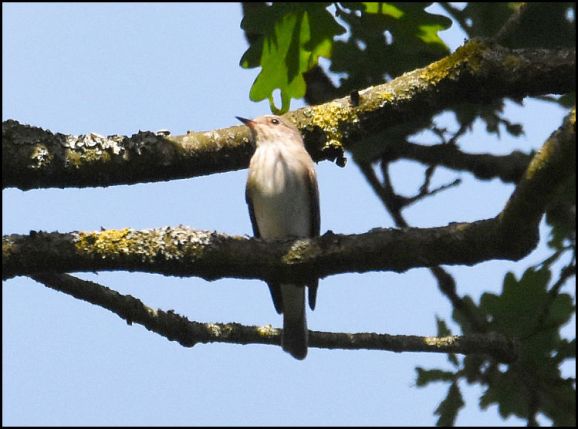 Spotted Flycatcher 210520