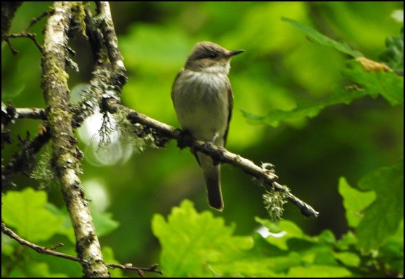 Spotted Flycatcher 270520