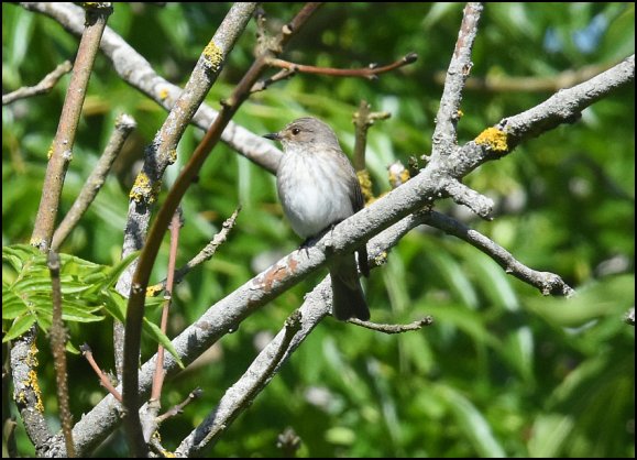Spotted Flycatcher 290520