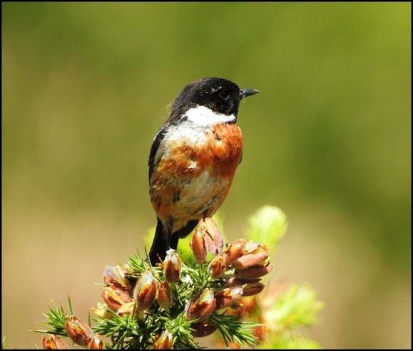 Stonechat 210520