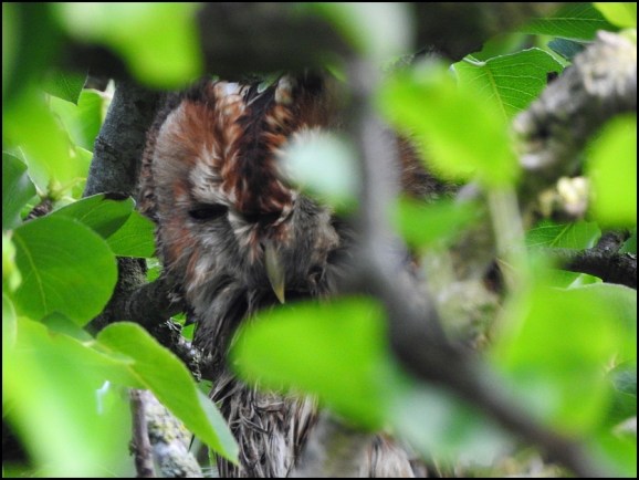 Tawny Owl 040520