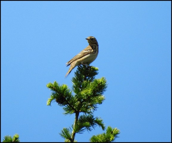 Tree Pipit 210520