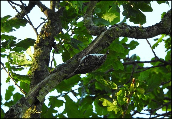 Treecreeper 150520