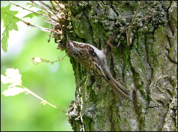 Treecreeper 240520