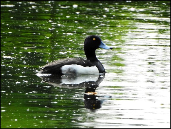 Tufted Duck 170520