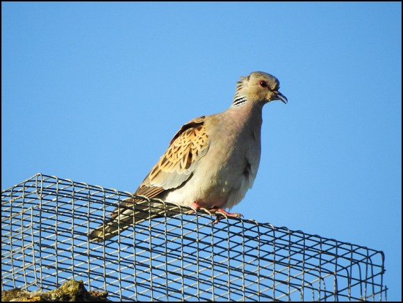 Turtle Dove 190520 1