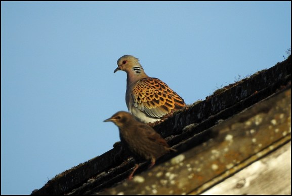 Turtle Dove 190520 2