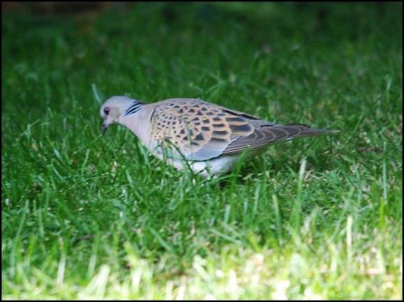 Turtle Dove 190520 3