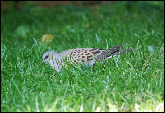 Turtle Dove 190520 4