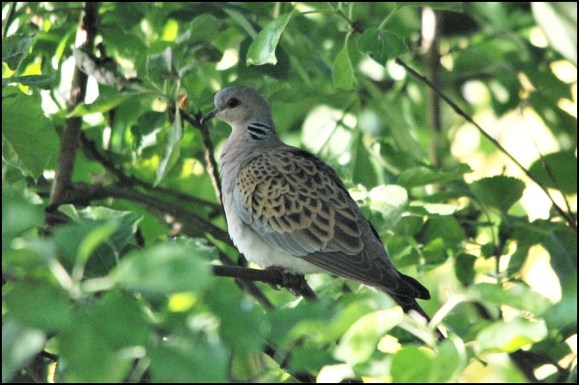 Turtle Dove 190520 5