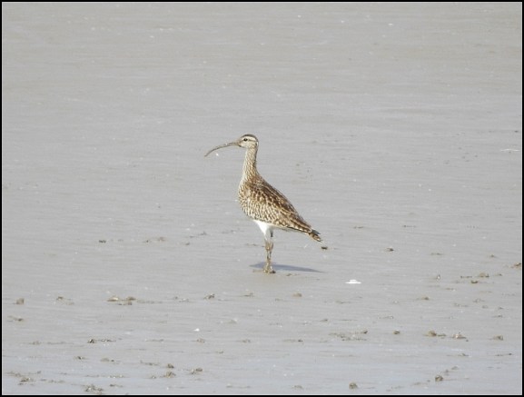 Whimbrel 170520
