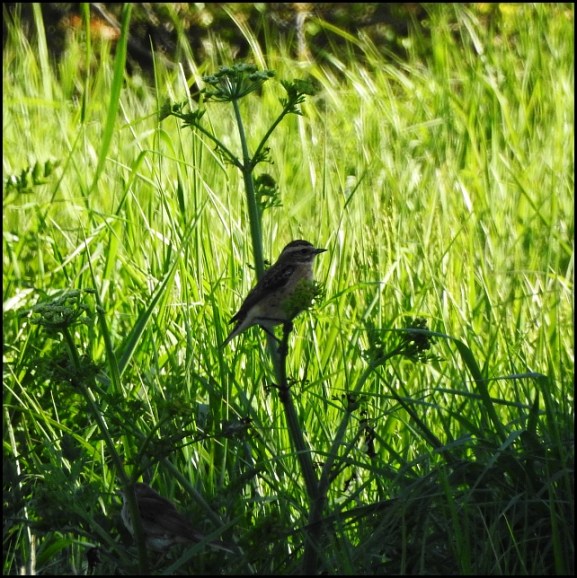 Whinchat 140520