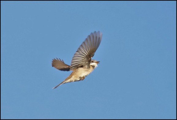 Whitethroat 090520