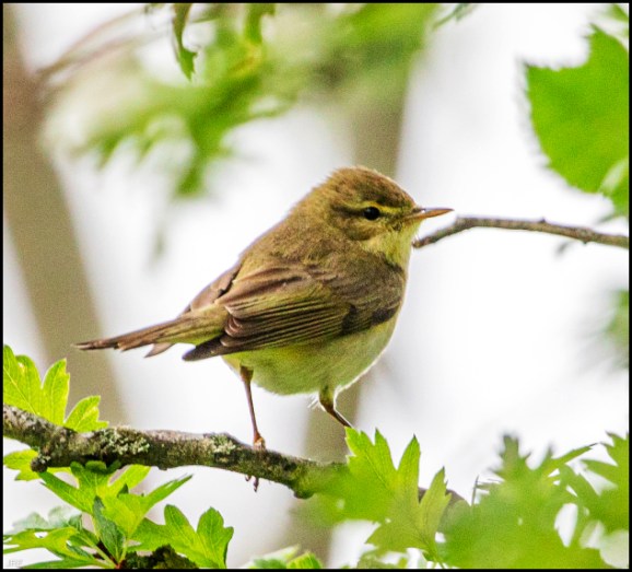 Willow Warbler 100520