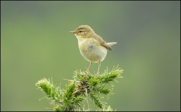 Willow Warbler 270520