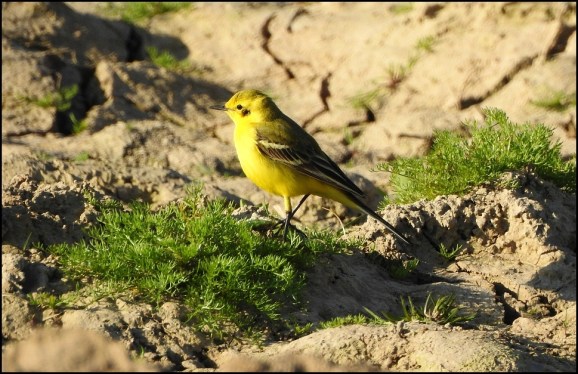 Yellow Wagtail 060520
