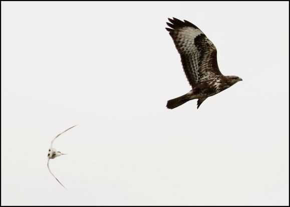 Avocet &amp; Buzzard 060620