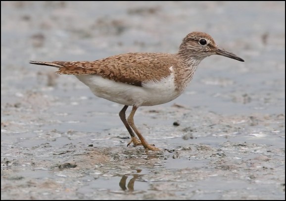 Common Sandpiper 270620