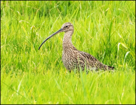 Curlew 090620