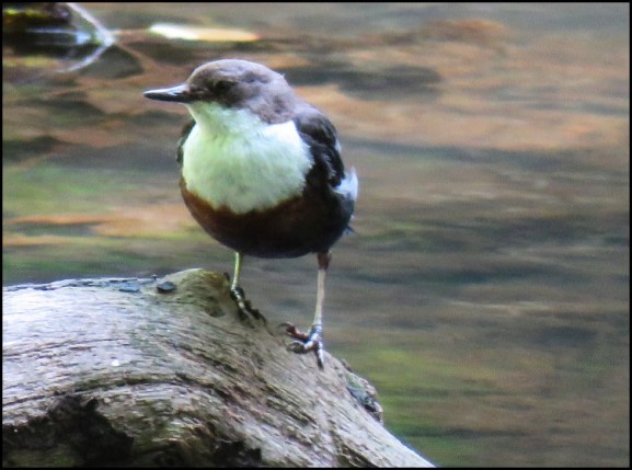 Dipper 220620