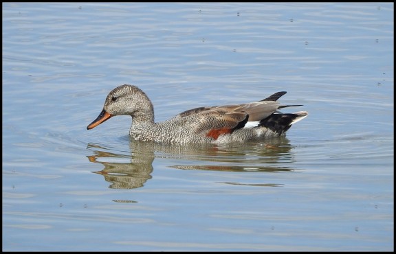 Gadwall 150620
