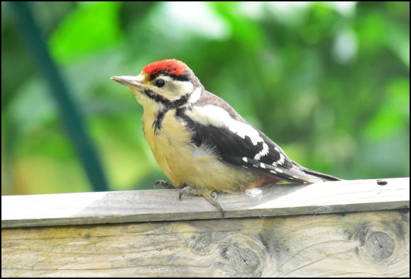 Great Spotted Woodpecker juv 210620