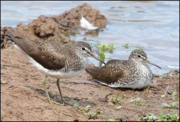 Green Sandpipers 200620
